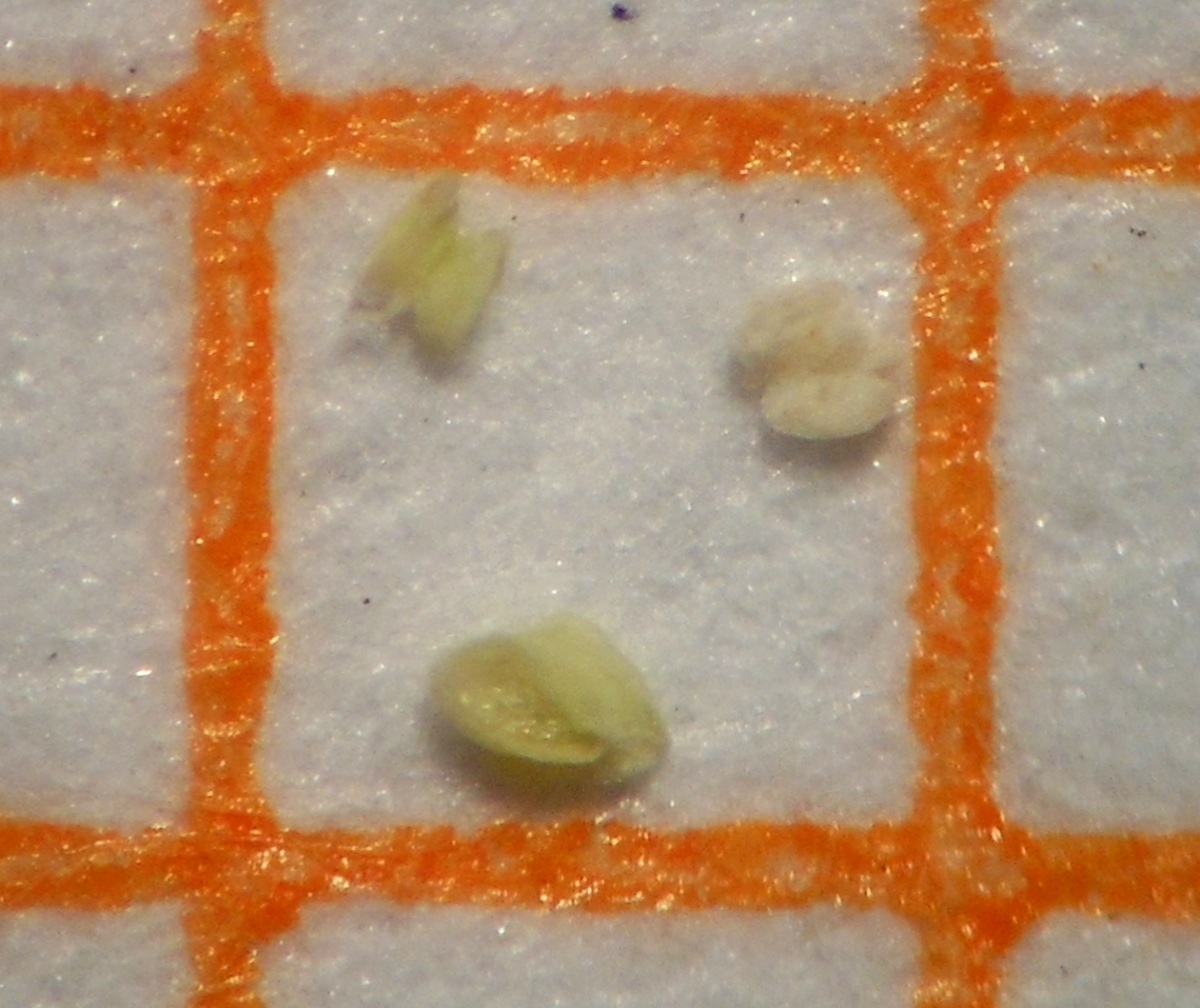 Poa infirma Kunth / Fienarola minore